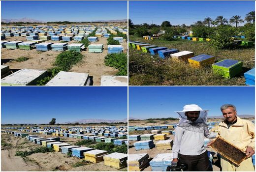 کوچ 25 زنبور دار با 13 هزار کلنی به میناب