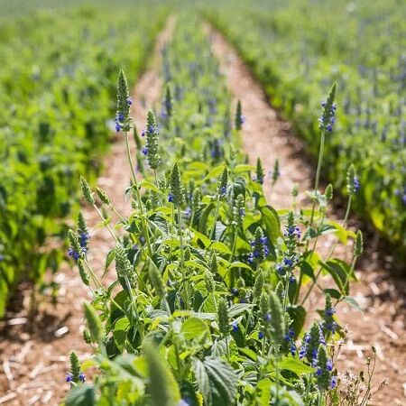 گیاه "چیا" برای اولین‌بار در مرودشت کشت شد
