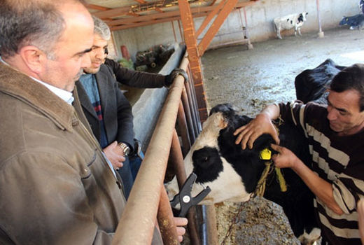 پلاک‌کوبی دام‌های سبک و سنگین در  شهرستان مرند آغاز شد 