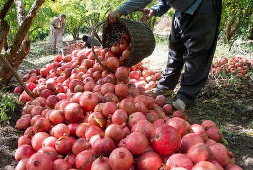 پیش بینی برداشت 768 تن انار از باغات سربیشه