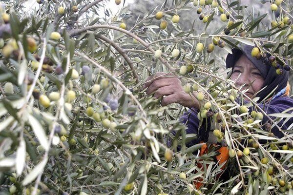 آغاز برداشت زیتون نوبرانه در رودبار