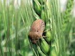 مبارزه با «سن گندم» در هشت هزار و ۵۰۰ هکتار از مزارع استان اصفهان