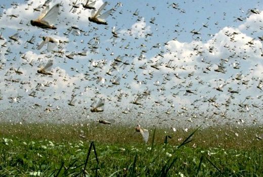 آمادگی کامل هرمزگان برای هجوم احتمالی ملخ‌ها