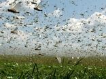 آمادگی کامل هرمزگان برای هجوم احتمالی ملخ‌ها