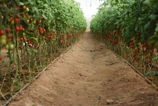 ایجاد زنجیره تولید در کنار توسعه گلخانه‌های شهرستان درمیان