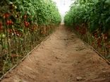 ایجاد زنجیره تولید در کنار توسعه گلخانه‌های شهرستان درمیان