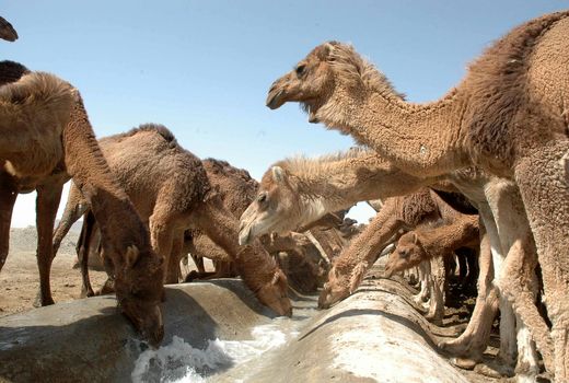 59 طرح تولیدات دامی درسیستان وبلوچستان افتتاح شد