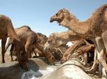 59 طرح تولیدات دامی درسیستان وبلوچستان افتتاح شد