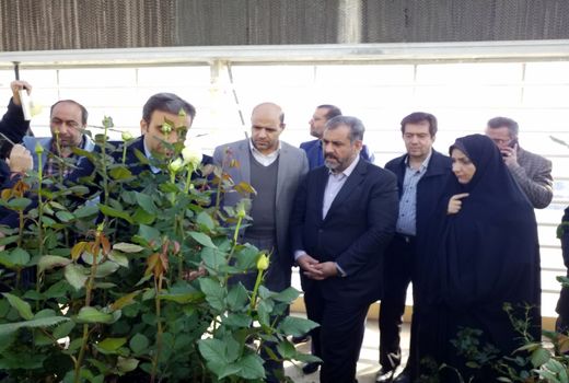 اشتغال‌زایی برای 110 نفر در گلخانه گل رز آبیک