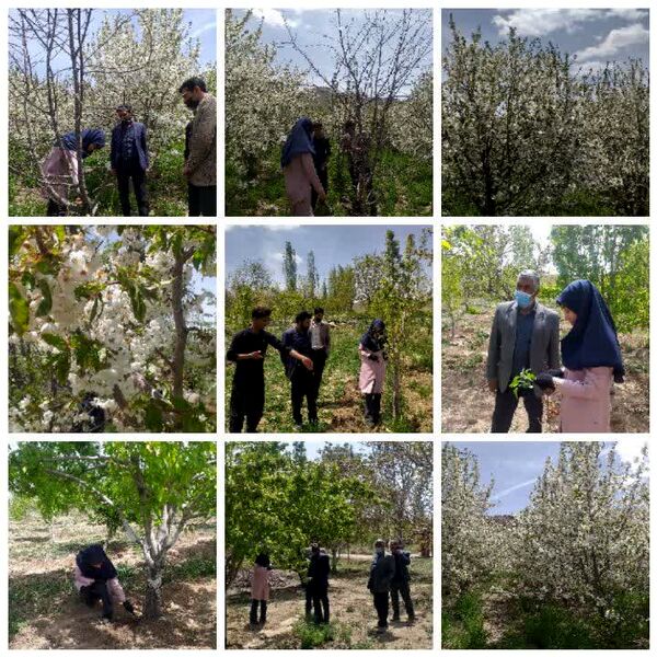 ردیابی کرم خراط و مگس میوه مدیترانه‌ای در شهرستان بردسیر