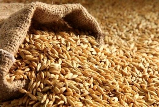 لزوم تسریع در فرآیند تحویل بذر به کشاورزان خوزستان