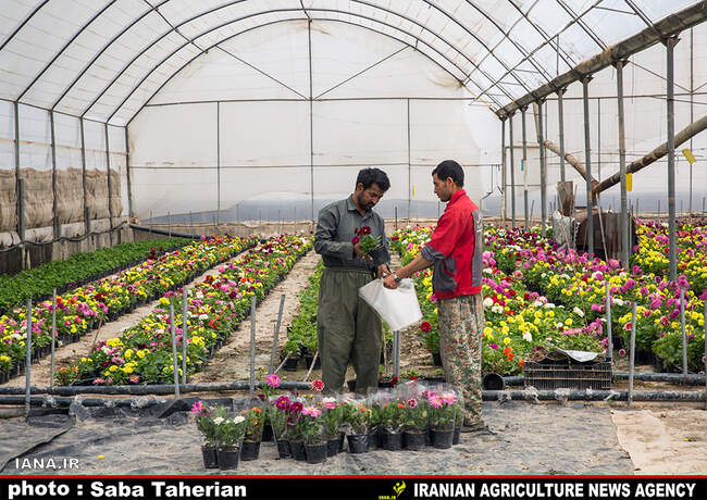 گلخانه بیست و پنج ساله درپاکدشت