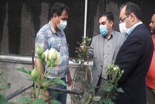 زنجیره تولید گل‌های زینتی سبب ایجاد اشتغال خرد و خانگی می‌شود