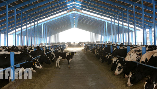 گاوداری هزار راسی ایلام