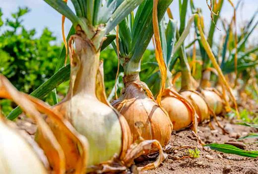 برای نخستین بار در کشور پول خرید تضمینی پیاز همزمان با خرید پرداخت شد 