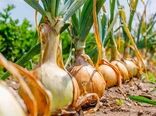 برای نخستین بار در کشور پول خرید تضمینی پیاز همزمان با خرید پرداخت شد 