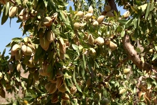 آغاز برداشت بادام از باغ‌های شهرستان خوانسار