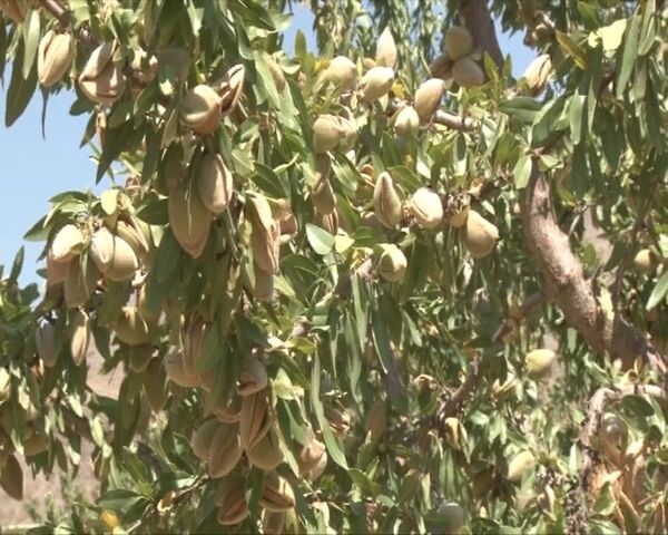 آغاز برداشت بادام از باغ‌های شهرستان خوانسار