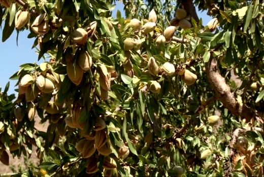 آغاز برداشت بادام از باغ‌های شهرستان خوانسار