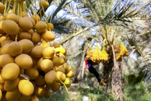 پیش بینی برداشت بیش از سه هزار تن خارک و رطب در گتوند