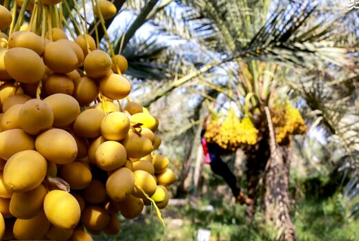 پیش بینی برداشت بیش از سه هزار تن خارک و رطب در گتوند