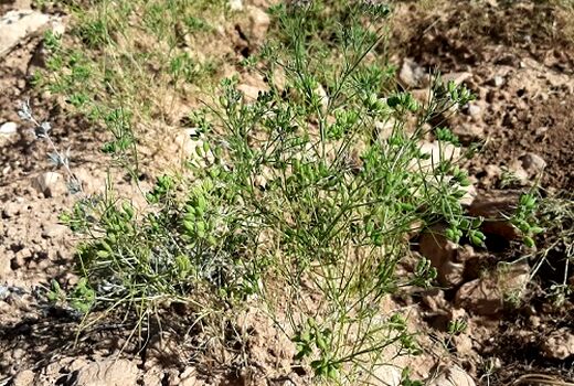 برداشت بیش از 56 تن زیره از ارضی کشاورزی شهرستان دامغان
