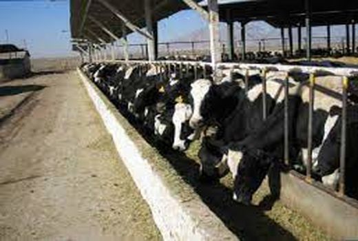 دام‌های اصفهان «نان‌خور» شده اند؟!