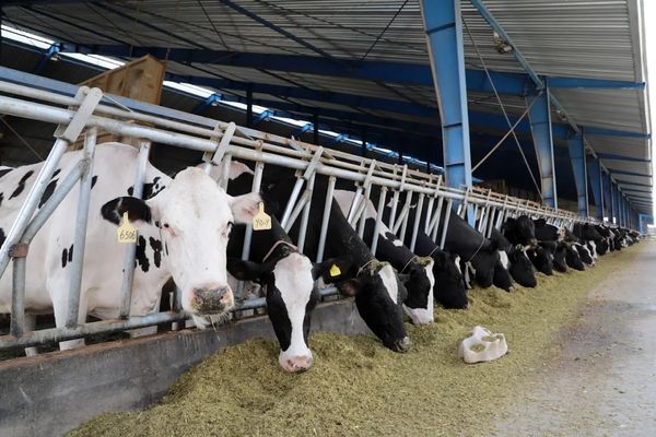 حذف ارز ترجیحی، تولید گوشت را برای دامداران به‌صرفه خواهد کرد