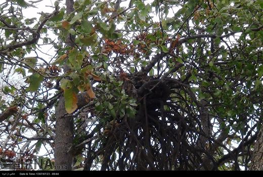 آغاز مبارزه با بیماری‌های جنگلی ایلام‌ در سطح ۲ هزار هکتار 