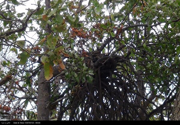 آغاز مبارزه با بیماری‌های جنگلی ایلام‌ در سطح ۲ هزار هکتار 