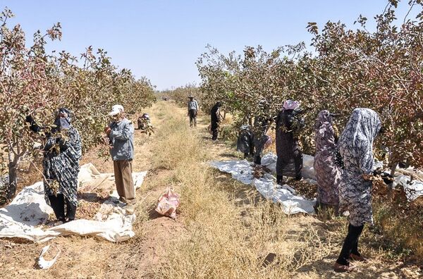 برداشت سه هزار تن پسته خشک از باغات پسته شهرستان شهربابک