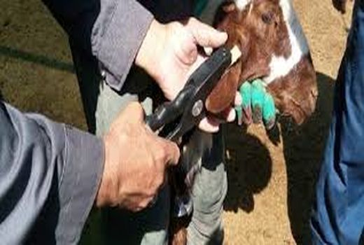 افزایش 7برابری هویت گذاری دام سبک در پاکدشت