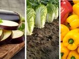 صدور گواهی صادرات یک هزار 312تن محصولات گلخانه ای  