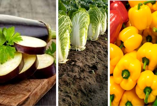 صدور گواهی صادرات یک هزار 312تن محصولات گلخانه ای  
