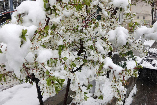 زمستان بهاری، شکوفه‌ها را شوکه کرد