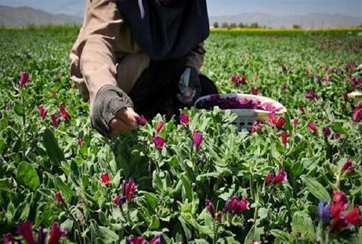 راه اندازی سامانه بازارگاه گیاهان دارویی برای نخستین بار در خوزستان