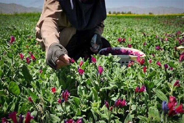 راه اندازی سامانه بازارگاه گیاهان دارویی برای نخستین بار در خوزستان