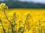 پایش فنی و تخصصی مزارع کلزا نمین