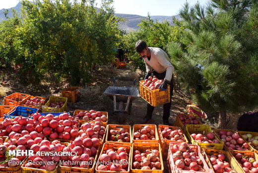 شهرضا با تولید سالیانه ۲۵ هزار تن انار رتبه‌ اول استان را دارد