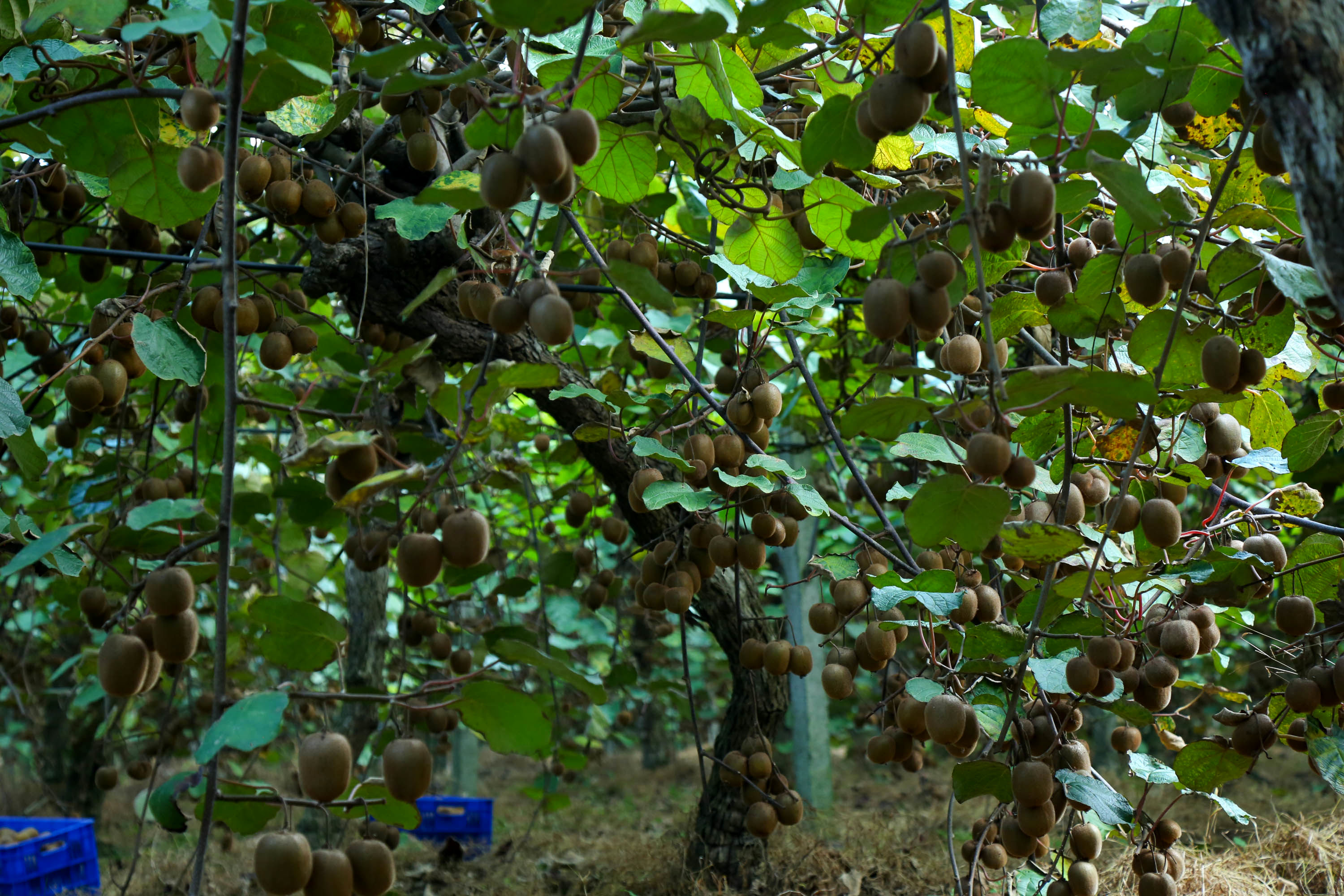  میوه ای شگفت انگیز به نام کیوی 