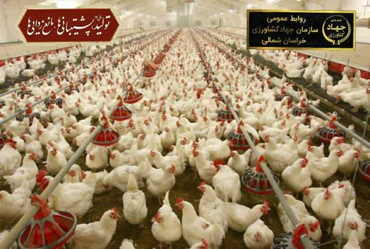  آزاد سازی مجوز احداث مرغداری در خراسان شمالی