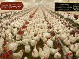 آزاد سازی مجوز احداث مرغداری در خراسان شمالی