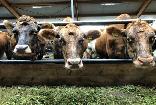 چگونه دام سرحال‌تری داشته باشیم؟