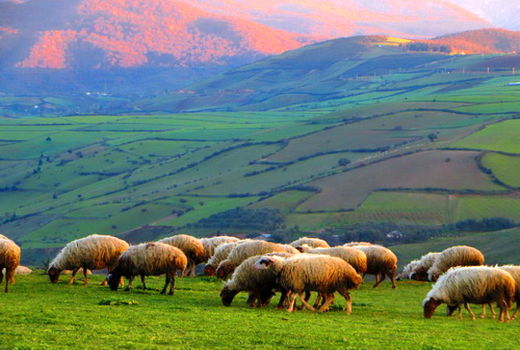 تولید 12 میلیون تن علوفه در مراتع کشور/ صدور پروانه چرای دام برای 951 هزار بهره بردار