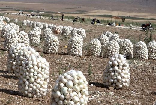 فریدن قطب تولید پیاز در استان اصفهان