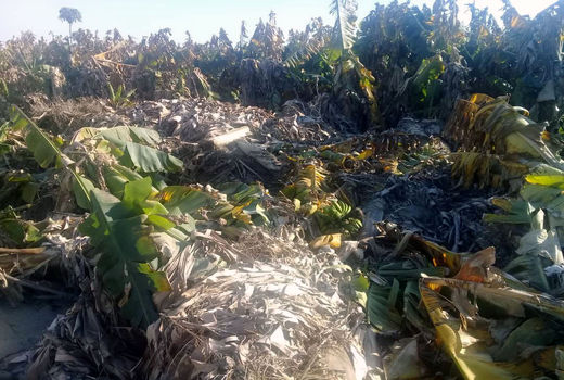 سیل 104 میلیارد تومان خسارت به باغات موز سیستان و بلوچستان وارد کرد