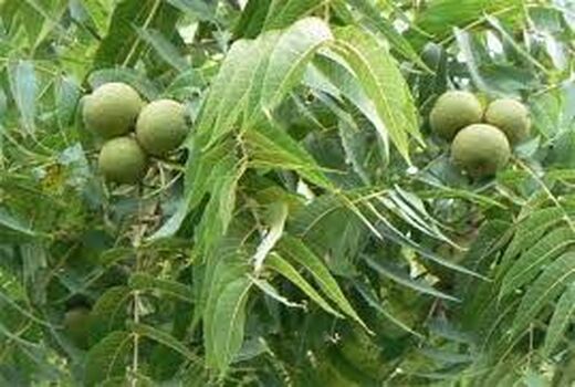 کنترل آفات و بیماری‌های باغات در مناطق تحت پوشش مراکز خدمات شهربابک