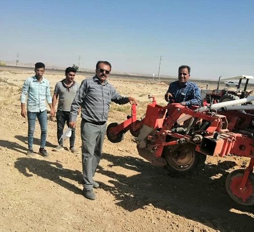 کشت چغندرقند در فسا آغاز شد