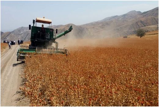 کشت گلرنگ در تناوب غلات دیم برای نخستین بار در شهرستان هوراند
