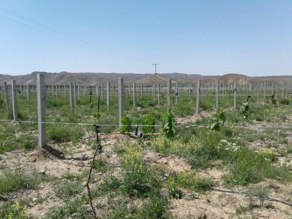     اجرای طرح " فراز انگور " در اسفراین   